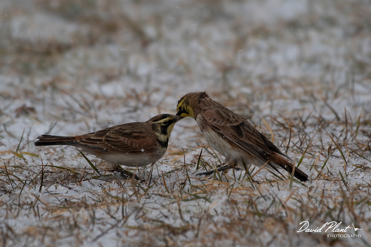 David Plant Photography - Wildlife Photography - Horned lark - D.jpg - Horned lark - Salisbury Beach, MA