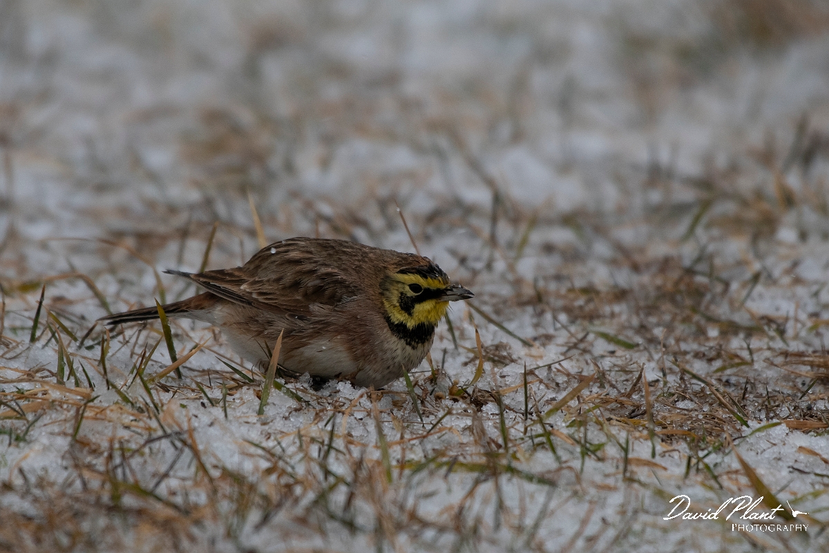 David Plant Photography - Wildlife Photography - Horned lark - F.jpg - Horned lark - Salisbury Beach, MA