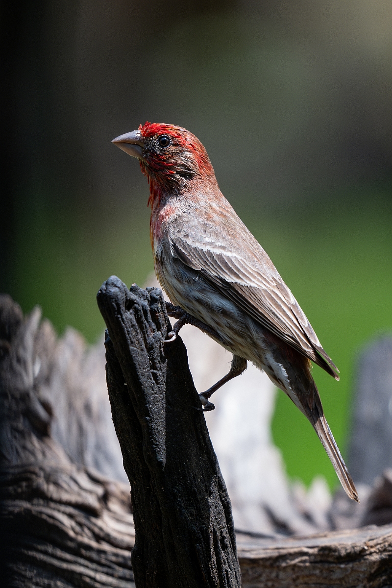 DPPhotography - Texas - House finch - A.jpg - House finch - Pedernales Falls State Park, Texas