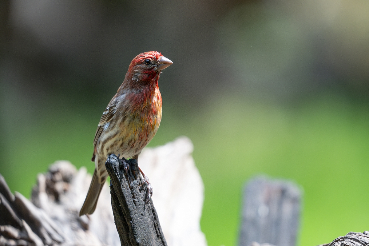 DPPhotography - Texas - House finch - B.jpg - House finch - Pedernales Falls State Park, Texas