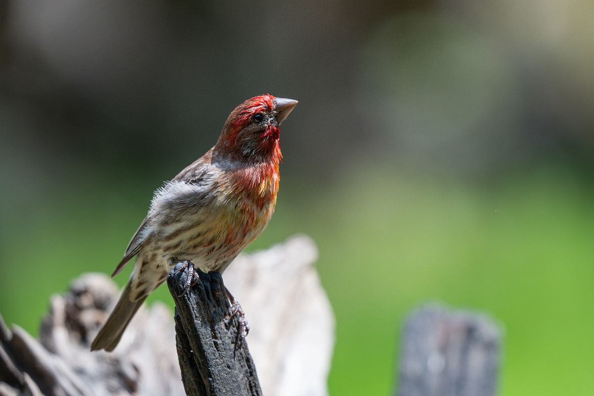 DPPhotography - Texas - House finch - D.jpg - House finch - Pedernales Falls State Park, Texas