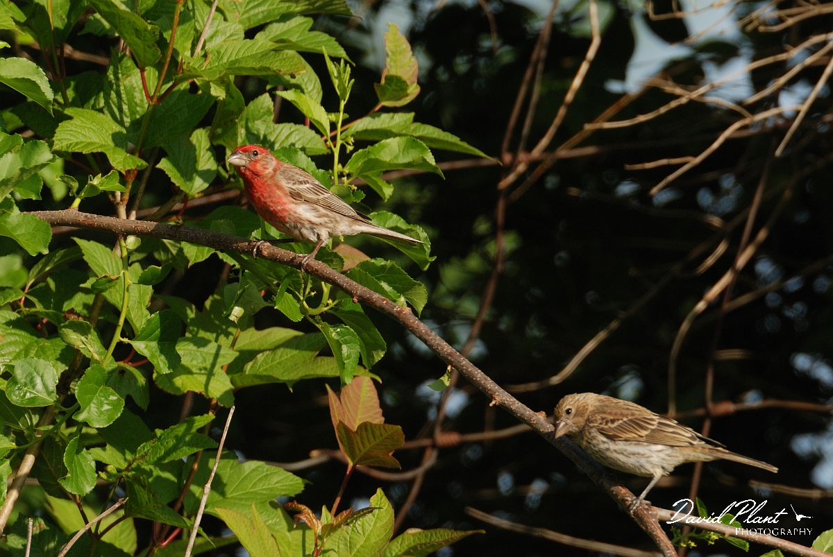 David Plant Photography - Wildlife Photographer - House finch - A.jpg - House finch pair - Wells Estuarine Reserve, ME