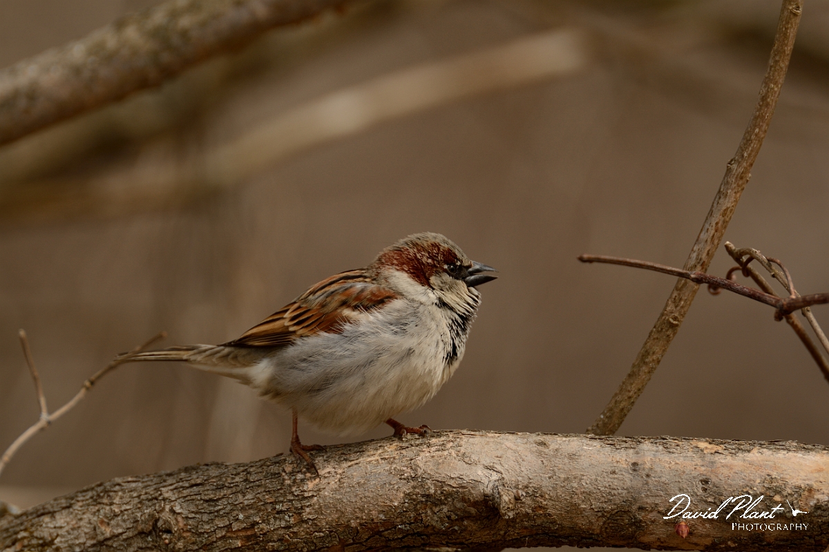 David Plant Photography - Wildlife Photography - House sparrow - B.jpg - House sparrow - Ipswich River WR, MA