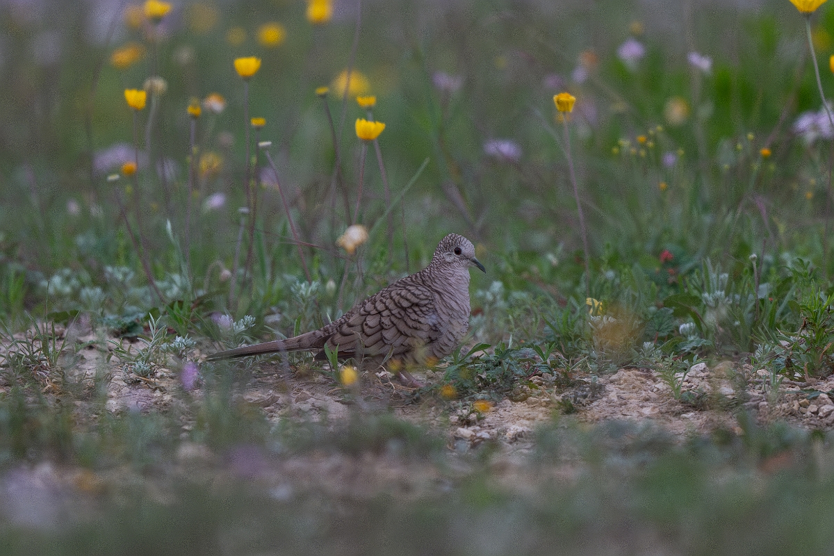 DPPhotography - Texas - Inca dove - A.jpg - Inca dove - Edward's Plateau, Texas