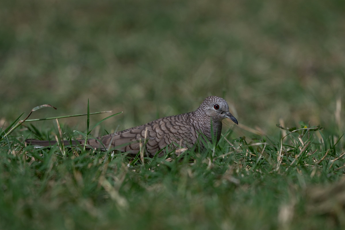 DPPhotography - Texas - Inca dove - B.jpg - Inca dove - National Butterfly Center, Texas