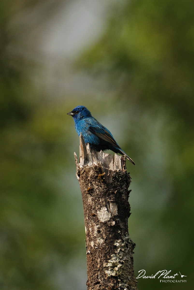 David Plant Photography - Wildlife Photographer - Indigo bunting - A.jpg - Indigo bunting male - Brownfield Bog, ME