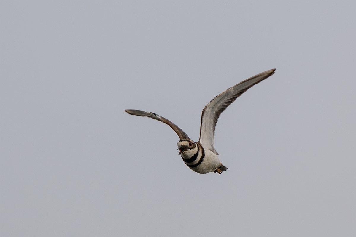 DPPhotography - Texas - Killdeer - A.jpg - Killdeer - Anahuac NWR, Texas