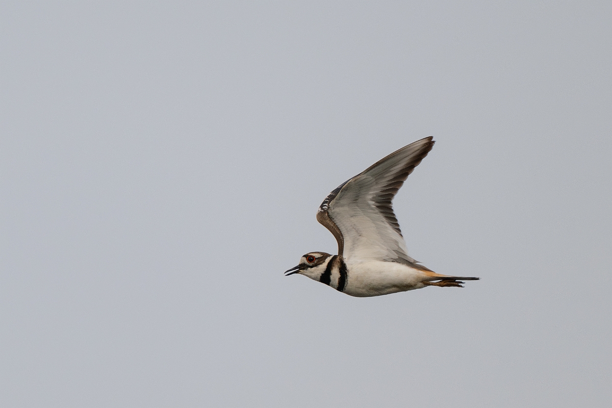 DPPhotography - Texas - Killdeer - B.jpg - Killdeer - Anahuac NWR, Texas