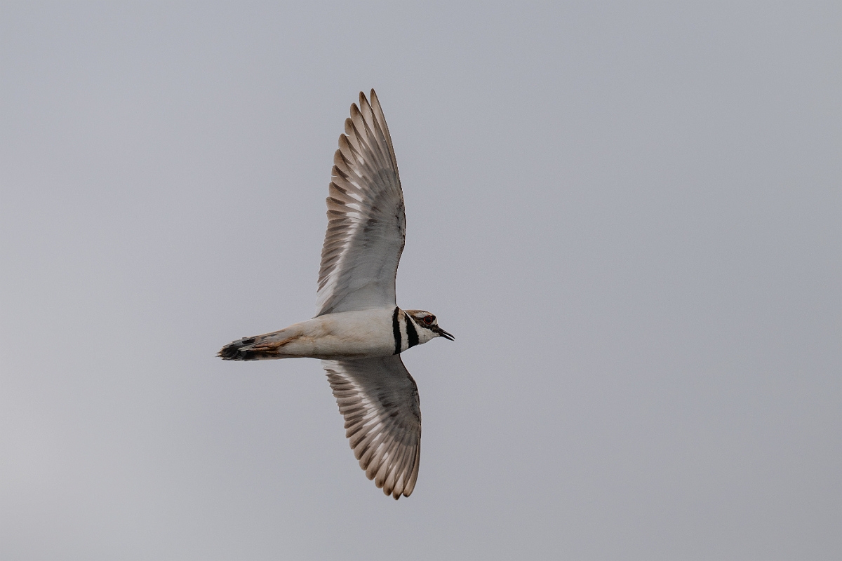 DPPhotography - Texas - Killdeer - F.jpg - Killdeer - Anahuac NWR, Texas