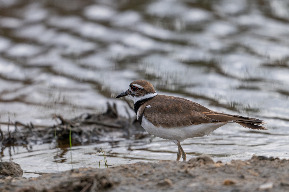 DPPhotography - Texas - Killdeer - H.jpg - Killdeer - Bolivar Flats, Bolivar Peninsula, Texas