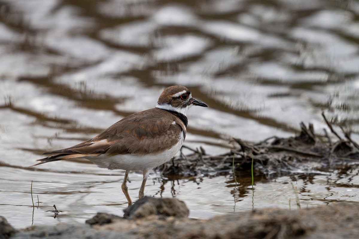 DPPhotography - Texas - Killdeer - I.jpg - Killdeer - Bolivar Flats, Bolivar Peninsula, Texas