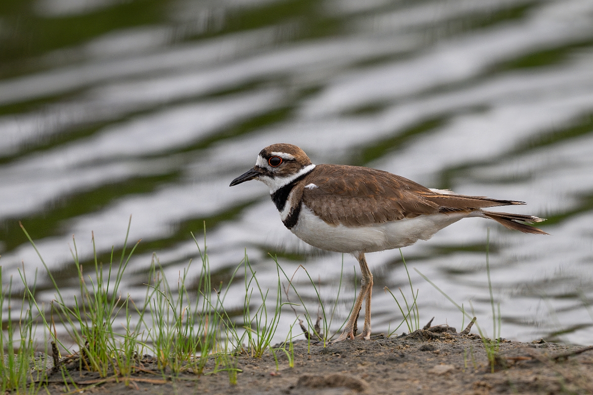DPPhotography - Texas - Killdeer - K.jpg - Killdeer - Bolivar Flats, Bolivar Peninsula, Texas
