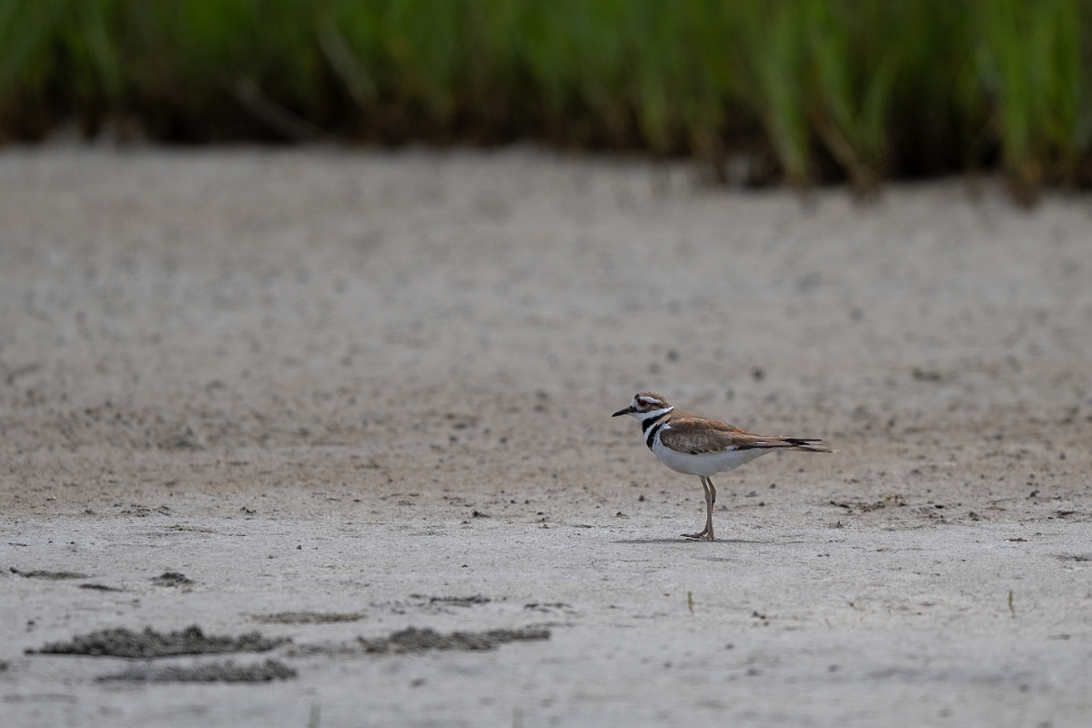 DPPhotography - Texas - Killdeer - L.jpg - Killdeer - Redfish Bay Causeway, Texas