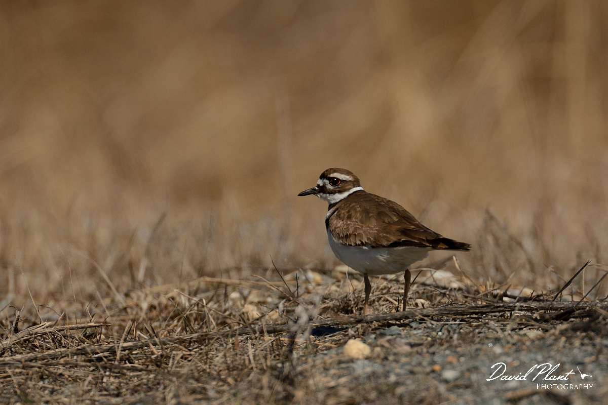 David Plant Photography - Wildlife Photography - Killdeer - B.jpg - Killdeer - Plum Island, MA