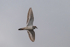 DPPhotography - Texas - Killdeer - F
