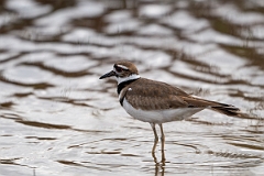 DPPhotography - Texas - Killdeer - J