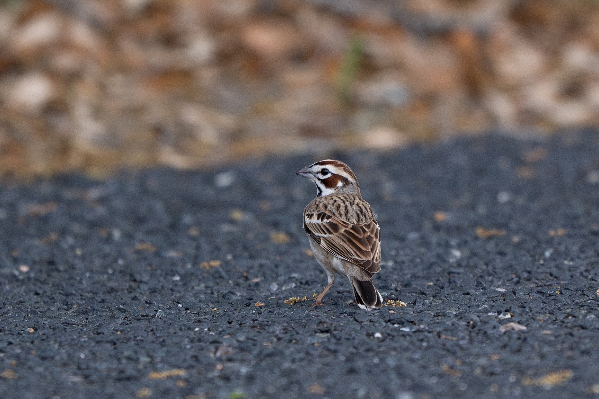 DPPhotography - Texas - Lark sparrow - A.jpg - Lark sparrow - Edward's Plateau, Texas