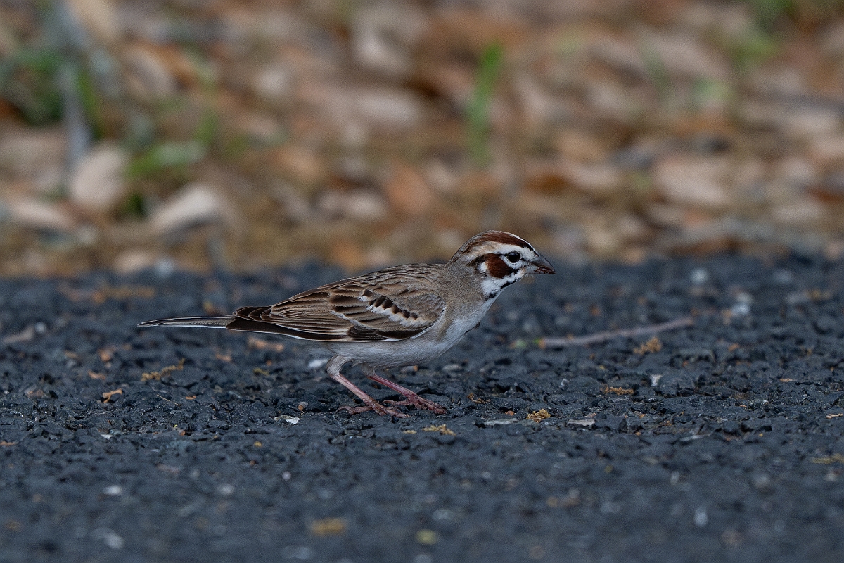 DPPhotography - Texas - Lark sparrow - D.jpg - Lark sparrow - Edward's Plateau, Texas