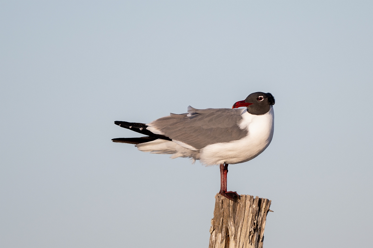 DPPhotography - Texas - Laughing gull - A.jpg - Laughing gull - Goose Island, Texas