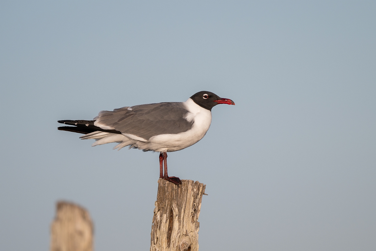 DPPhotography - Texas - Laughing gull - B.jpg - Laughing gull - Goose Island, Texas