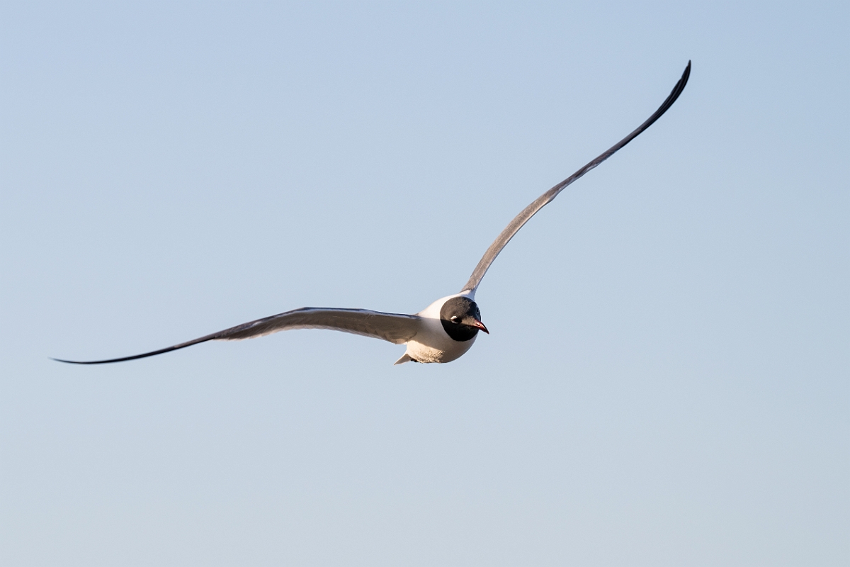 DPPhotography - Texas - Laughing gull - C.jpg - Laughing gull - Goose Island, Texas