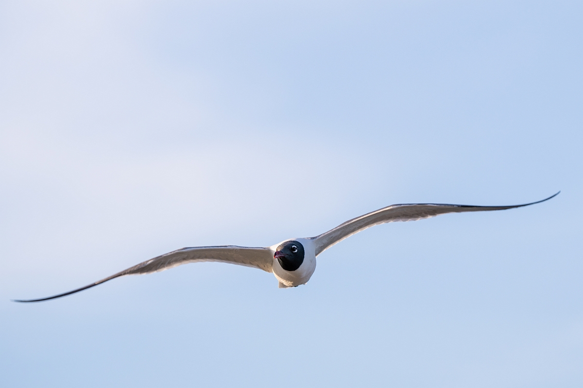 DPPhotography - Texas - Laughing gull - D.jpg - Laughing gull - Goose Island, Texas