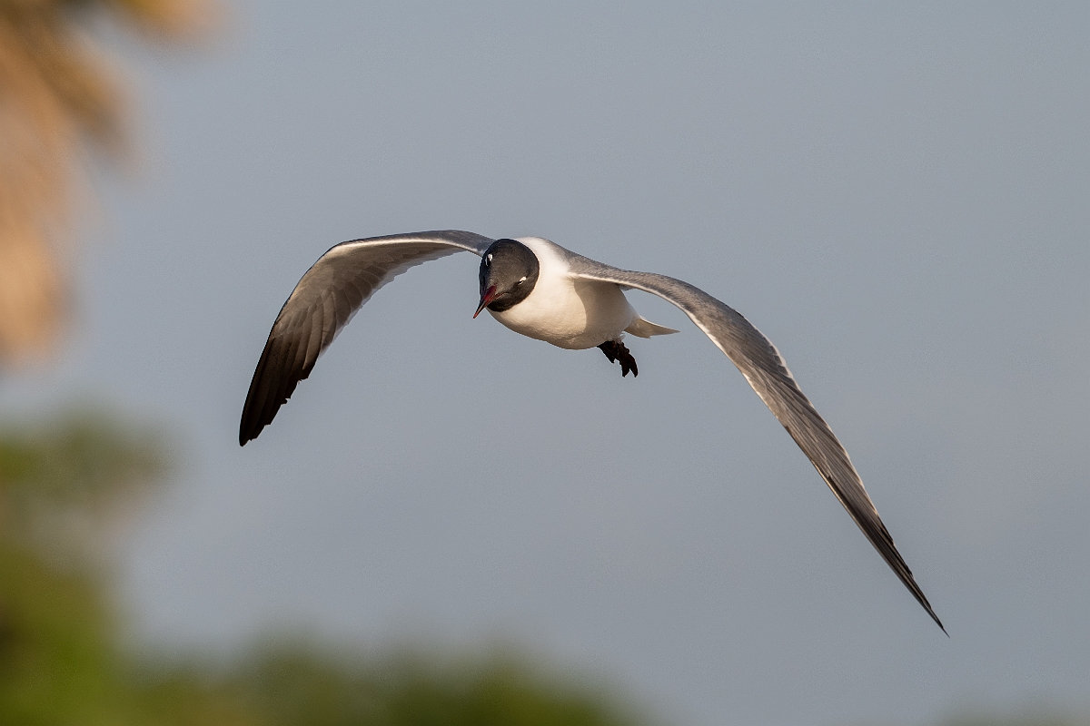 DPPhotography - Texas - Laughing gull - G.jpg - Laughing gull - Goose Island, Texas