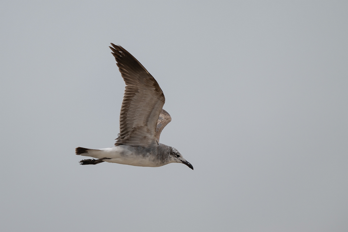 DPPhotography - Texas - Laughing gull - J.jpg - Laughing gull - High Island Beach, Texas