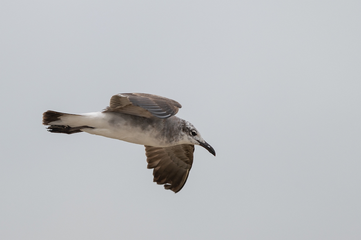 DPPhotography - Texas - Laughing gull - K.jpg - Laughing gull - High Island Beach, Texas