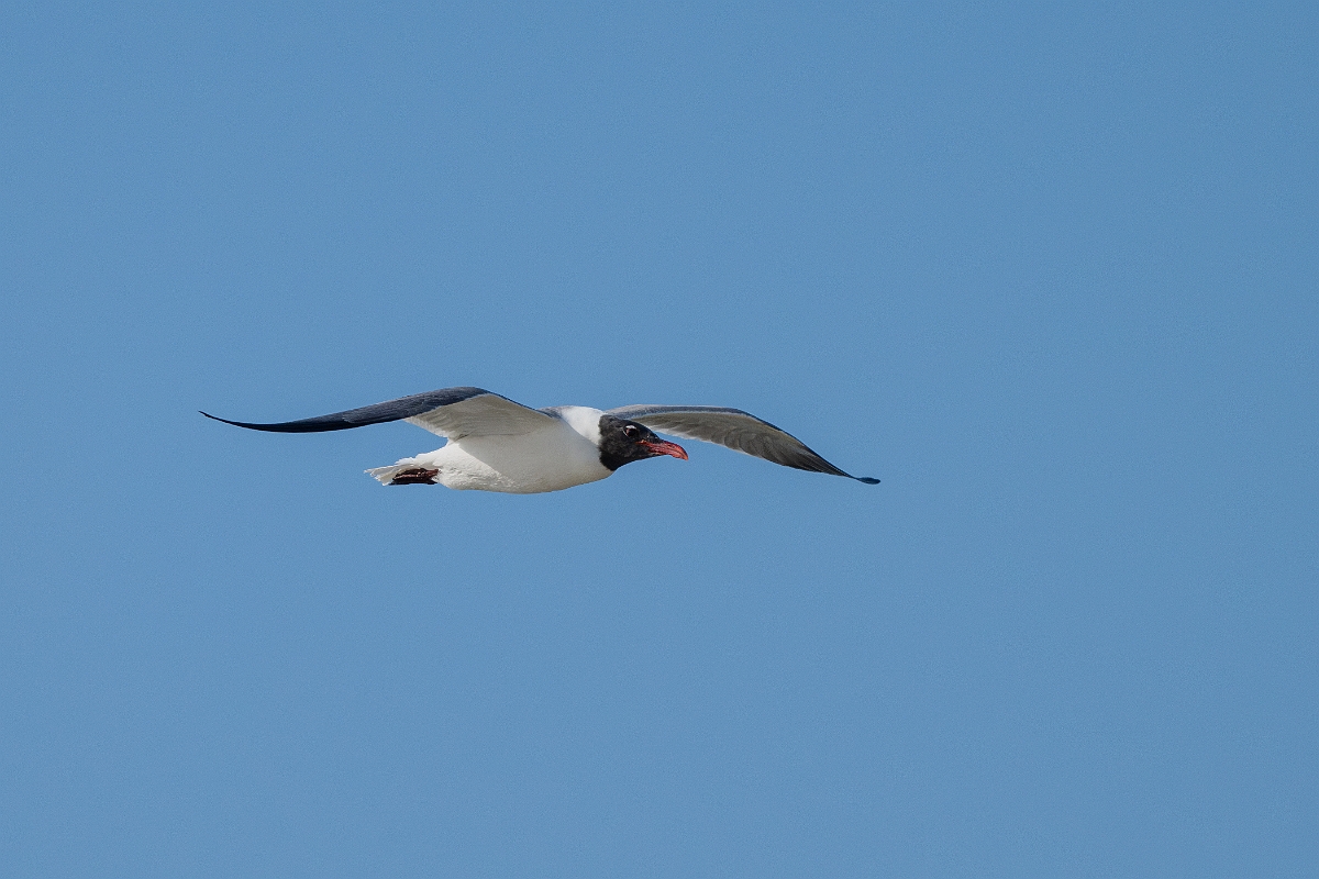 DPPhotography - Texas - Laughing gull - L.jpg - Laughing gull - Rollover Pass, Bolivar Peninsula, Texas
