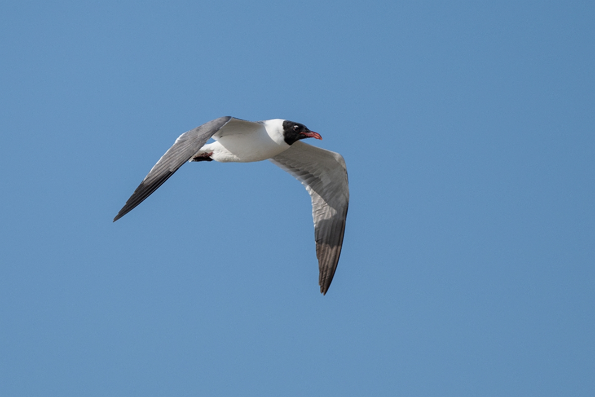 DPPhotography - Texas - Laughing gull - M.jpg - Laughing gull - Rollover Pass, Bolivar Peninsula, Texas