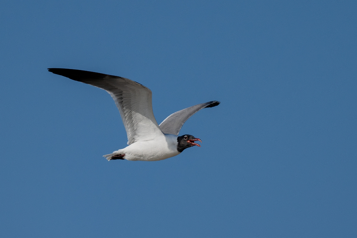 DPPhotography - Texas - Laughing gull - N.jpg - Laughing gull - Rollover Pass, Bolivar Peninsula, Texas