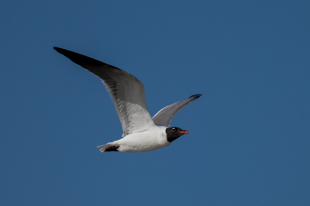 DPPhotography - Texas - Laughing gull - O.jpg - Laughing gull - Rollover Pass, Bolivar Peninsula, Texas