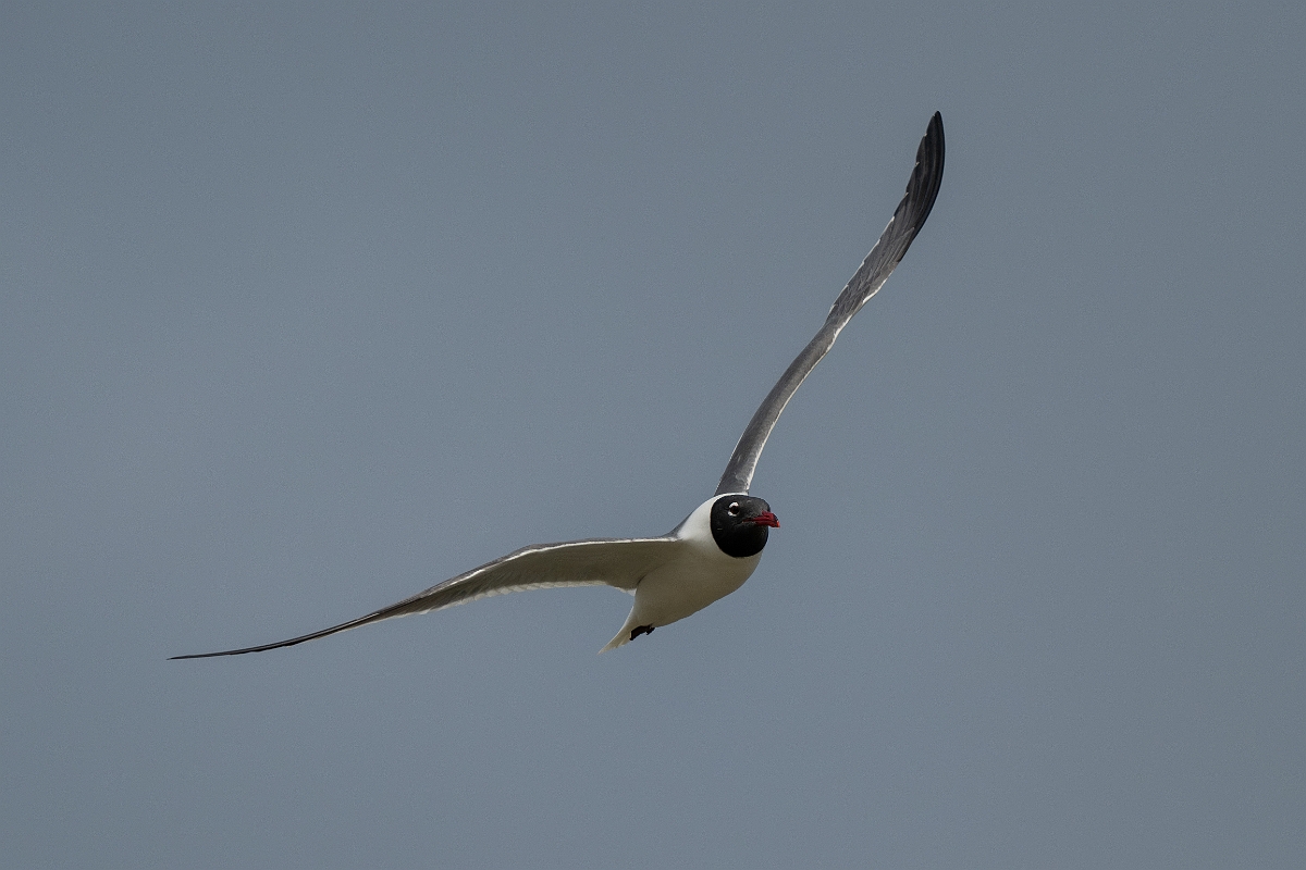 DPPhotography - Texas - Laughing gull - Q.jpg - Laughing gull - Yacht Basin Road, Bolivar Peninsula, Texas