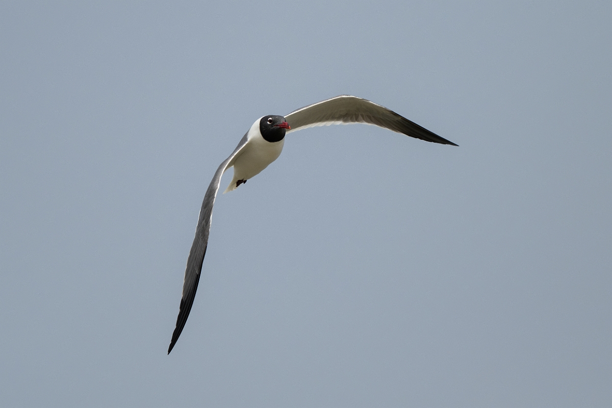 DPPhotography - Texas - Laughing gull - R.jpg - Laughing gull - Yacht Basin Road, Bolivar Peninsula, Texas