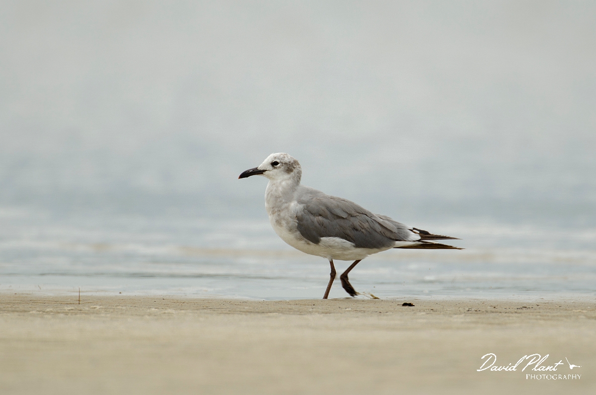David Plant Photography - Wildlife Photography - Laughing gull - A.JPG - Laughing gull - Plum Island, MA
