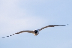 DPPhotography - Texas - Laughing gull - D
