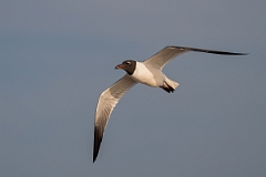 DPPhotography - Texas - Laughing gull - E