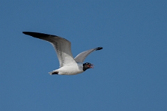 DPPhotography - Texas - Laughing gull - N