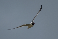 DPPhotography - Texas - Laughing gull - Q