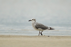 David Plant Photography - Wildlife Photography - Laughing gull - A