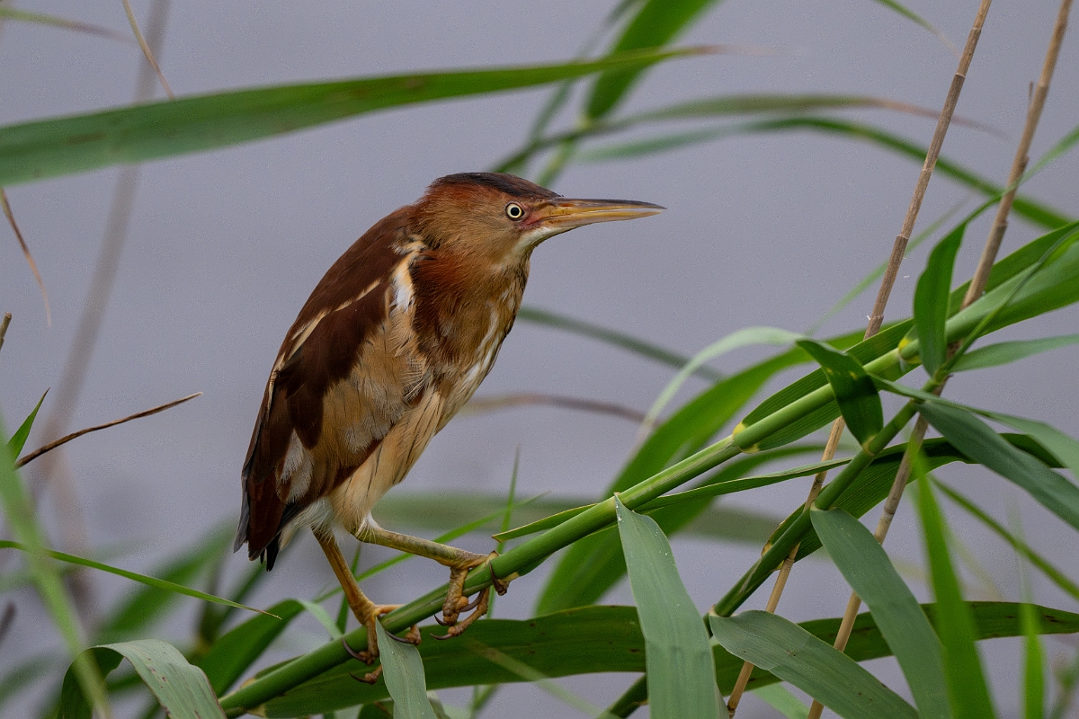 DPPhotography - Texas - Least bittern - A.jpg - Least bittern - Anahuac NWR, Texas