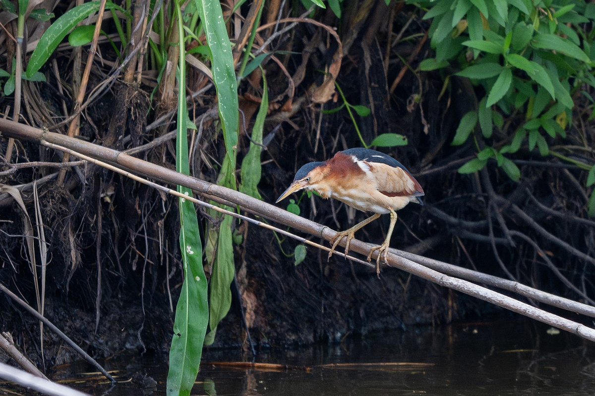 DPPhotography - Texas - Least bittern - B.jpg - Least bittern - Anahuac NWR, Texas