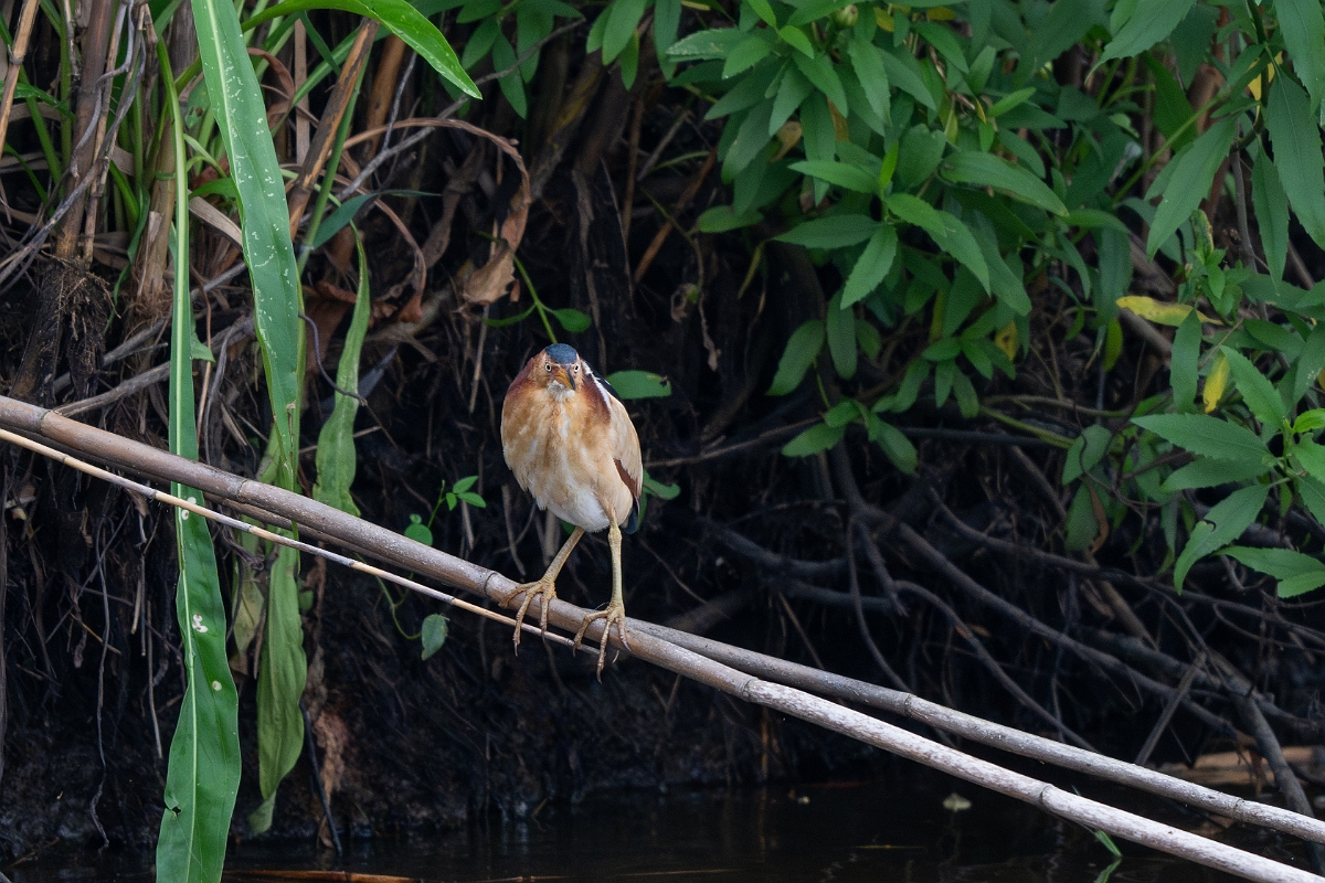 DPPhotography - Texas - Least bittern - C.jpg - Least bittern - Anahuac NWR, Texas
