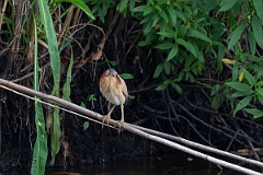 DPPhotography - Texas - Least bittern - C