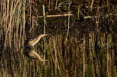 David Plant Photography - Wildlife Photography - Least bittern - A
