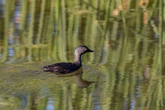 DPPhotography - Texas - Least grebe - B