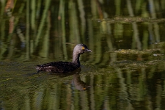 DPPhotography - Texas - Least grebe - C
