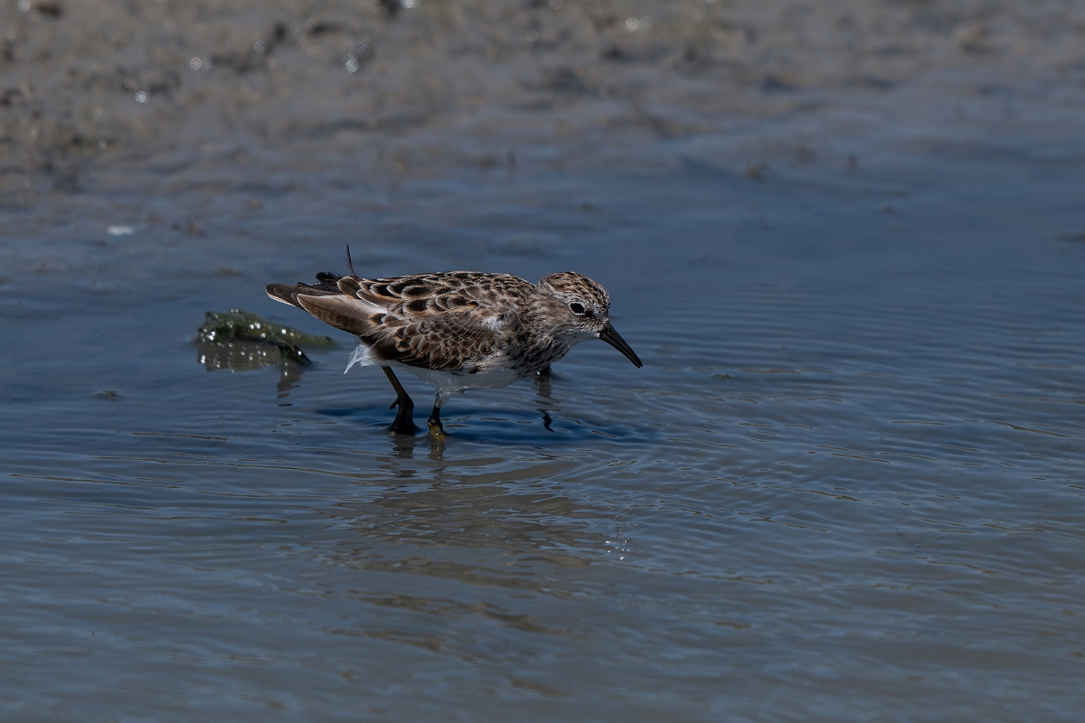 DPPhotography - Texas - Least sandpiper - B.jpg - Least sandpiper - Santa Ana NWR, Texas