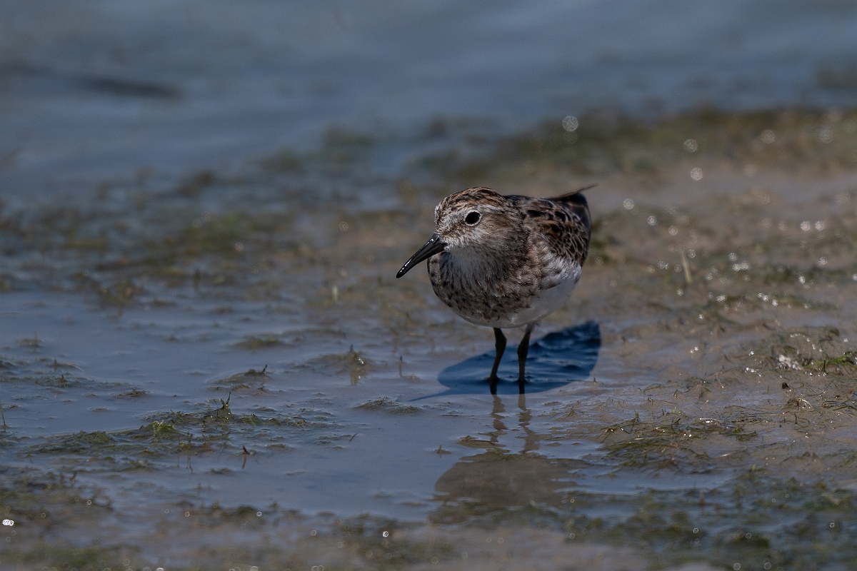 DPPhotography - Texas - Least sandpiper - D.jpg - Least sandpiper - Santa Ana NWR, Texas